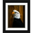 thumbnail image 1 of Branson, Clive 25x32 Black Ornate Wood Framed with Double Matting Museum Art Print Titled - Bald Eagle, 1 of 4