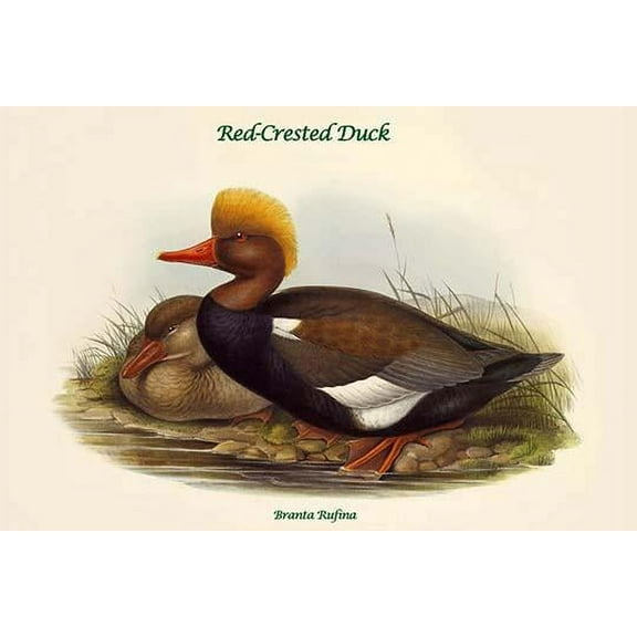 Branta Rufina - Red-Crested Duck-Fine Art Canvas Print (20" x 30")