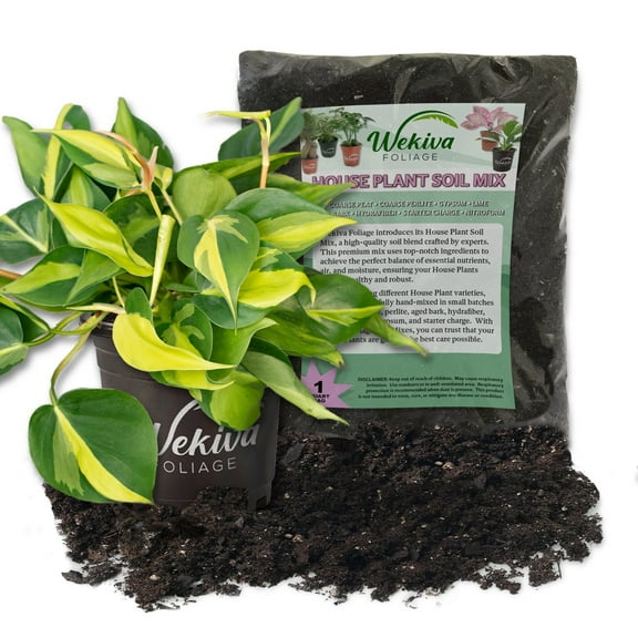 Brasil Philodendron and Soil Mix Combo - Live Plant in a 4 Inch Pot with 1 Quart Houseplant Soil Mix - Philodendron Erubescens with Custom Soil Blend