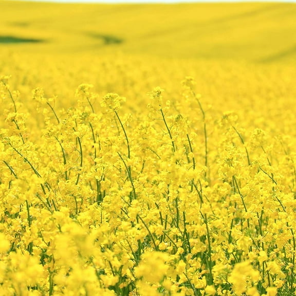 Brassica Dwarf Essex Forage Rape Seed for Food Plots & Cover Crops (8 Ounces)