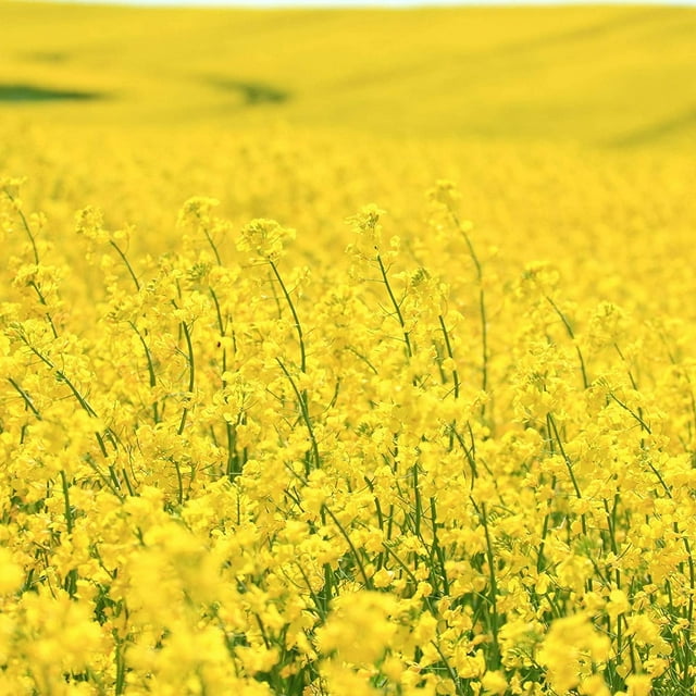 Brassica Dwarf Forage Seed for Food Plots & Cover Crops (20 Pounds