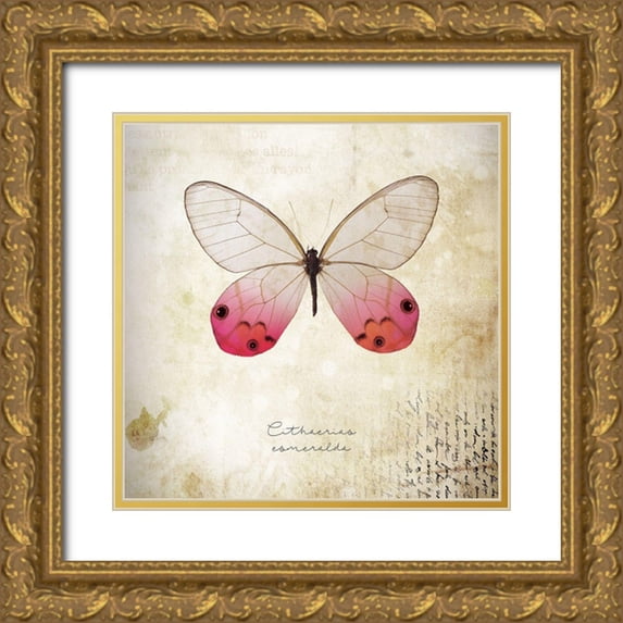 Braun Studio 15x15 Gold Ornate Wood Framed with Double Matting Museum Art Print Titled - Cithaerias Coneralda
