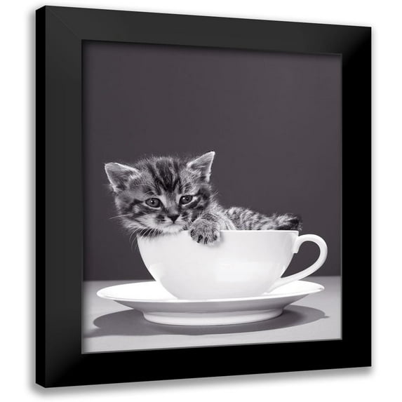 Braun Studio 20x24 Black Modern Framed Museum Art Print Titled - Chat-Tasse