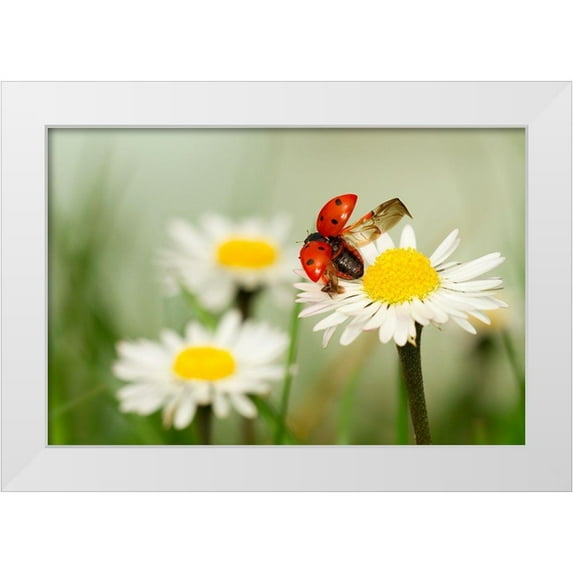Bravin, Fabien 32x23 White Modern Wood Framed Museum Art Print Titled - Envole Moi
