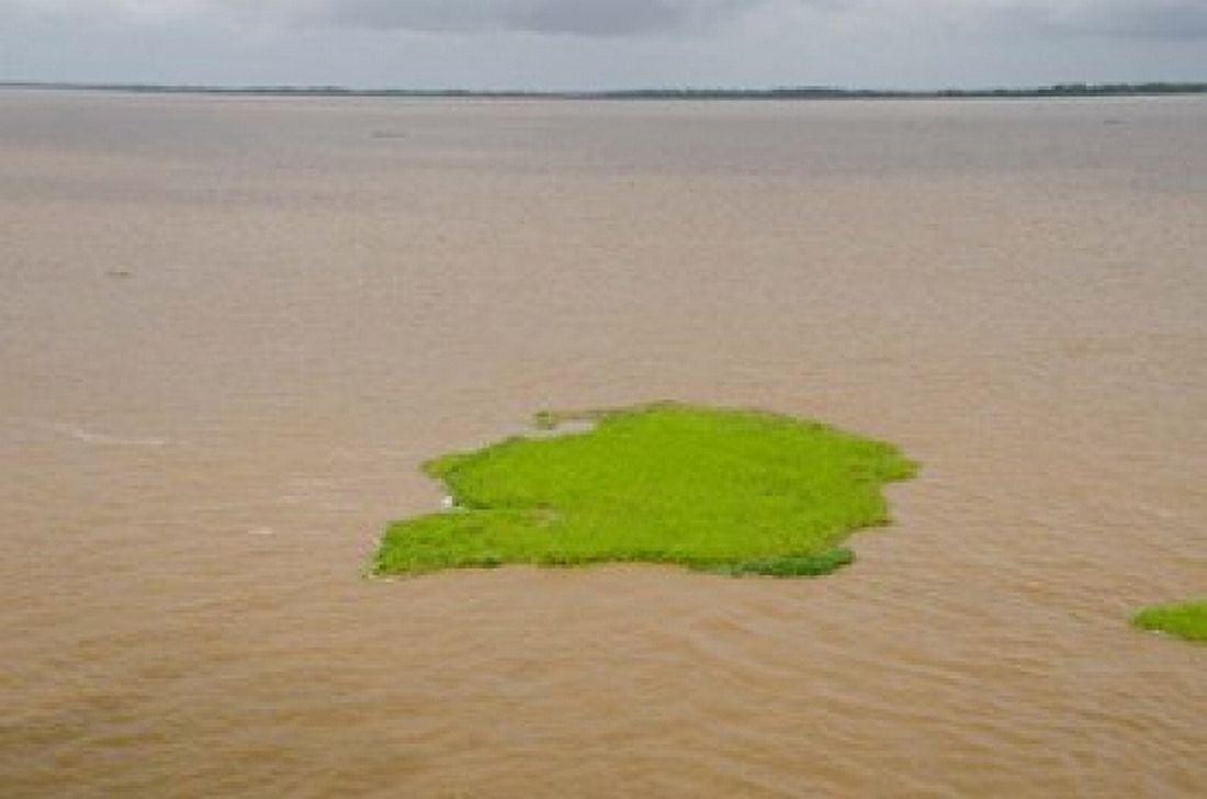 Brazil Amazon Manaus The Meeting of the Waters Floating plant mat Canvas Art - Cindy Miller Hopkins DanitaDelimont (25 x 17)