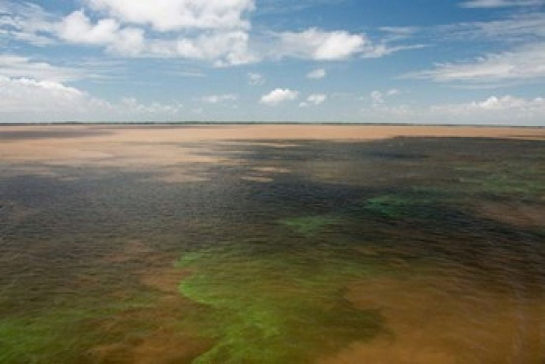 Brazil Amazon River Algae bloom Canvas Art - Cindy Miller Hopkins DanitaDelimont (18 x 12)