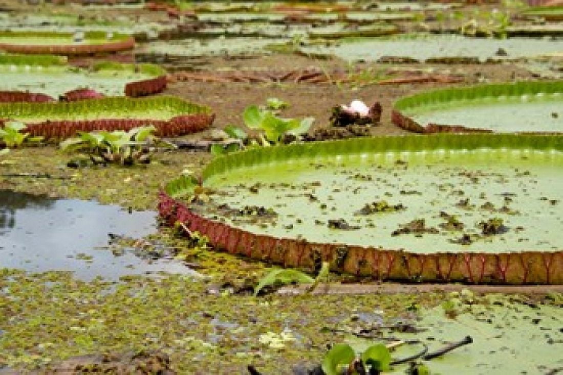 Brazil Amazon Valeria River Boca da Valeria Giant Amazon lily pads Canvas Art - Cindy Miller Hopkins DanitaDelimont (37 x 25)