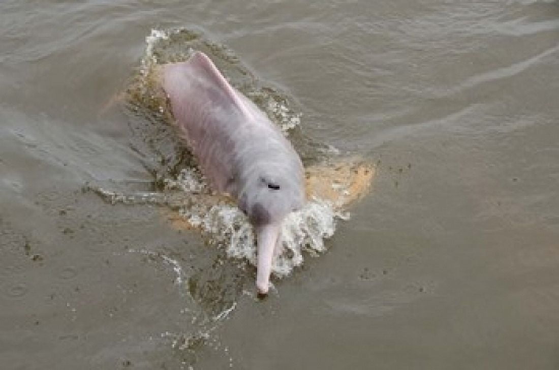 Brazil Amazonas Rio Tapajos Freshwater pink Amazon dolphin Canvas Art - Cindy Miller Hopkins DanitaDelimont (36 x 24)