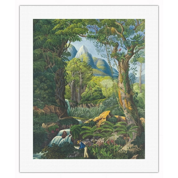 Brazil Forest - Zoologist Johann Baptist von Spix - Vintage Botanical Illustration by Carl Friedrich Philipp von Martius c.1820s - Fine Art Rolled Canvas Print 16in x 20in