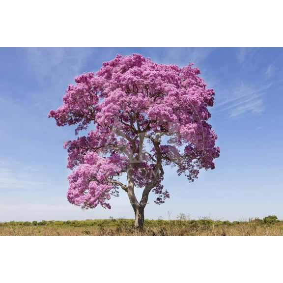 Brazil, Mato Grosso, the Pantanal Pink Ipe Tree in a Field, Botanical Unframed Photographic Print Wall Art by Ellen Goff Sold by ArtCom