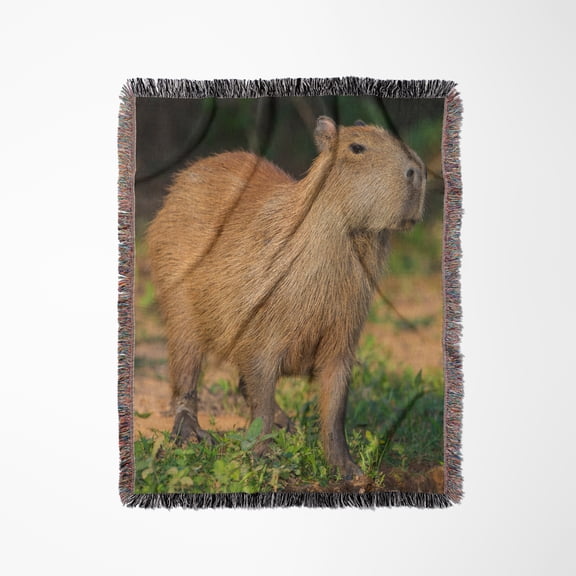 Brazil, Pantanal A Capybara Walking Proudly., Woven Blanket