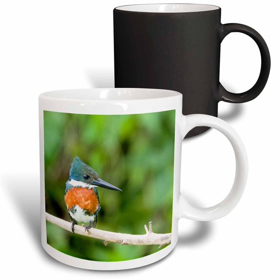 3drose, Brazil, Pantanal. Ringed Kingfisher Bird - Sa04 Bja0020 - Jaynes Gallery, 11oz Magic Transforming Mug