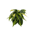 thumbnail image 1 of Brazil Philodendron 4" Pot - Easy Houseplant - Low Light, 1 of 4