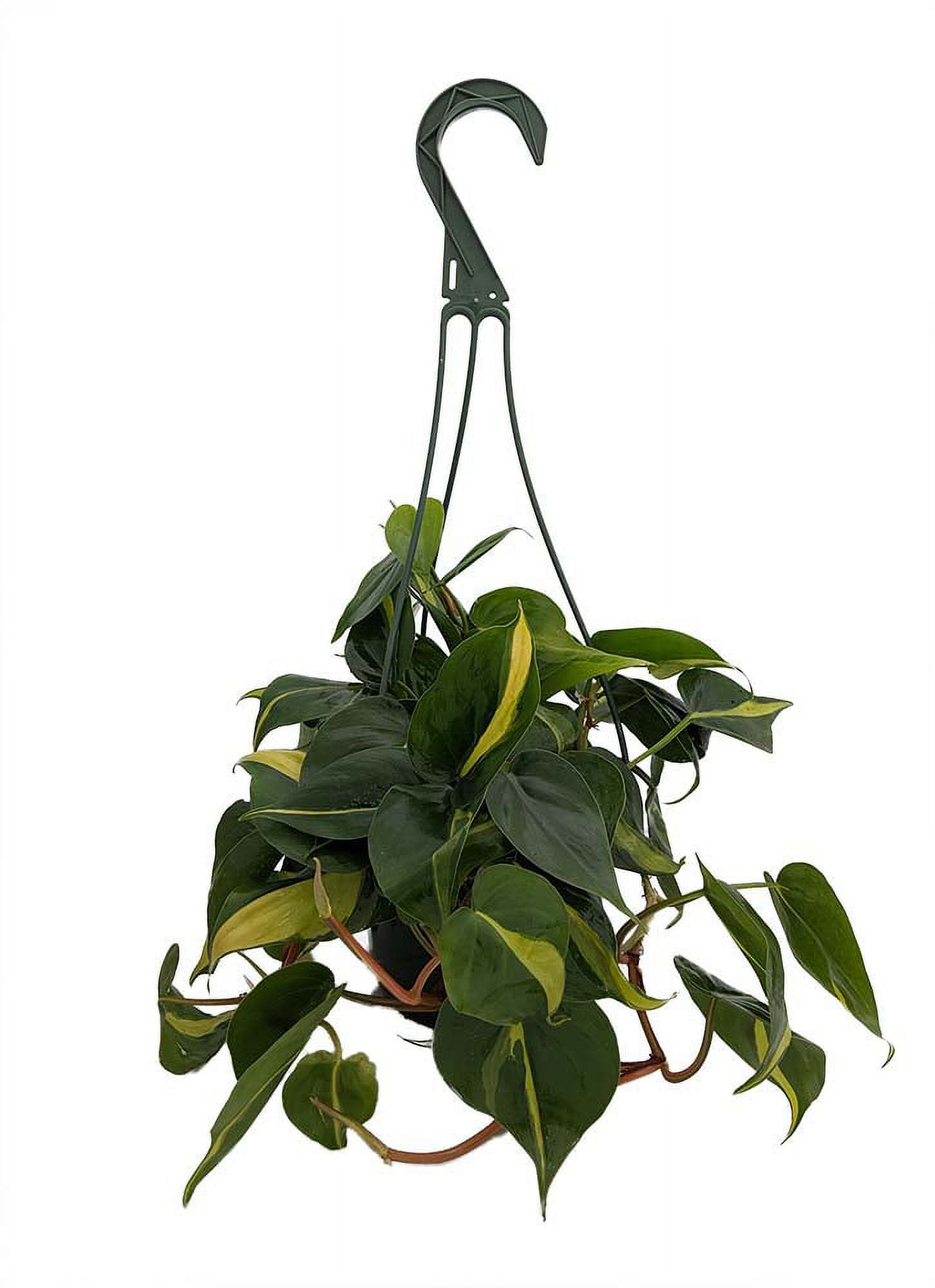 Brazil Philodendron - 6" Hanging Pot - Easy House Plant- Low Light - Walmart.com