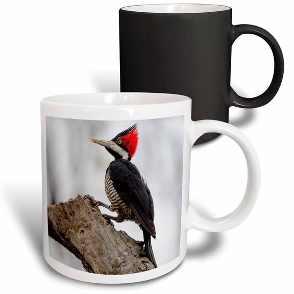 3drose, Brazil, the Pantanal. Female Crimson-crested Woodpecker., 11oz Magic Transforming Mug