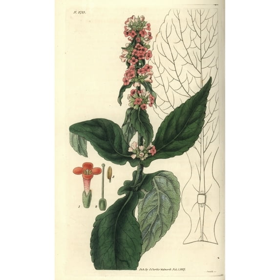 Brazilian Buddlea, Buddlea Brasiliensis, Witha Poster Print By ® Florilegius Mary Evans (18 X 24)