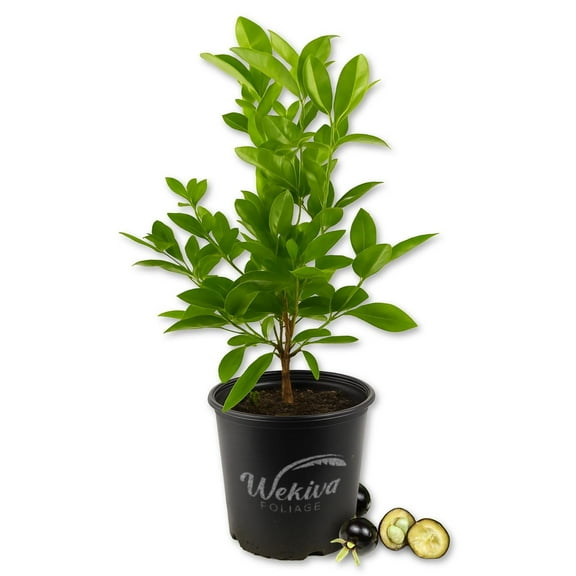 Brazilian Cherry Tree - Grumichama - Live Plant in a 3 Gallon Growers Pot - Eugenia Brasiliensis - Beautiful Edible Fruit Bearing Tree for Patio and Garden