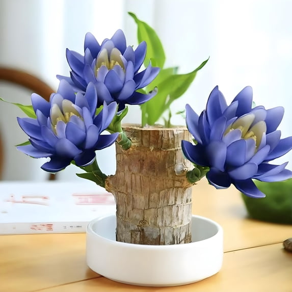 Brazilian Lucky Tree Desk Decor with Tray and Figurine, Modern Zen Tabletop Decoration for Home Office, Good Luck Gift