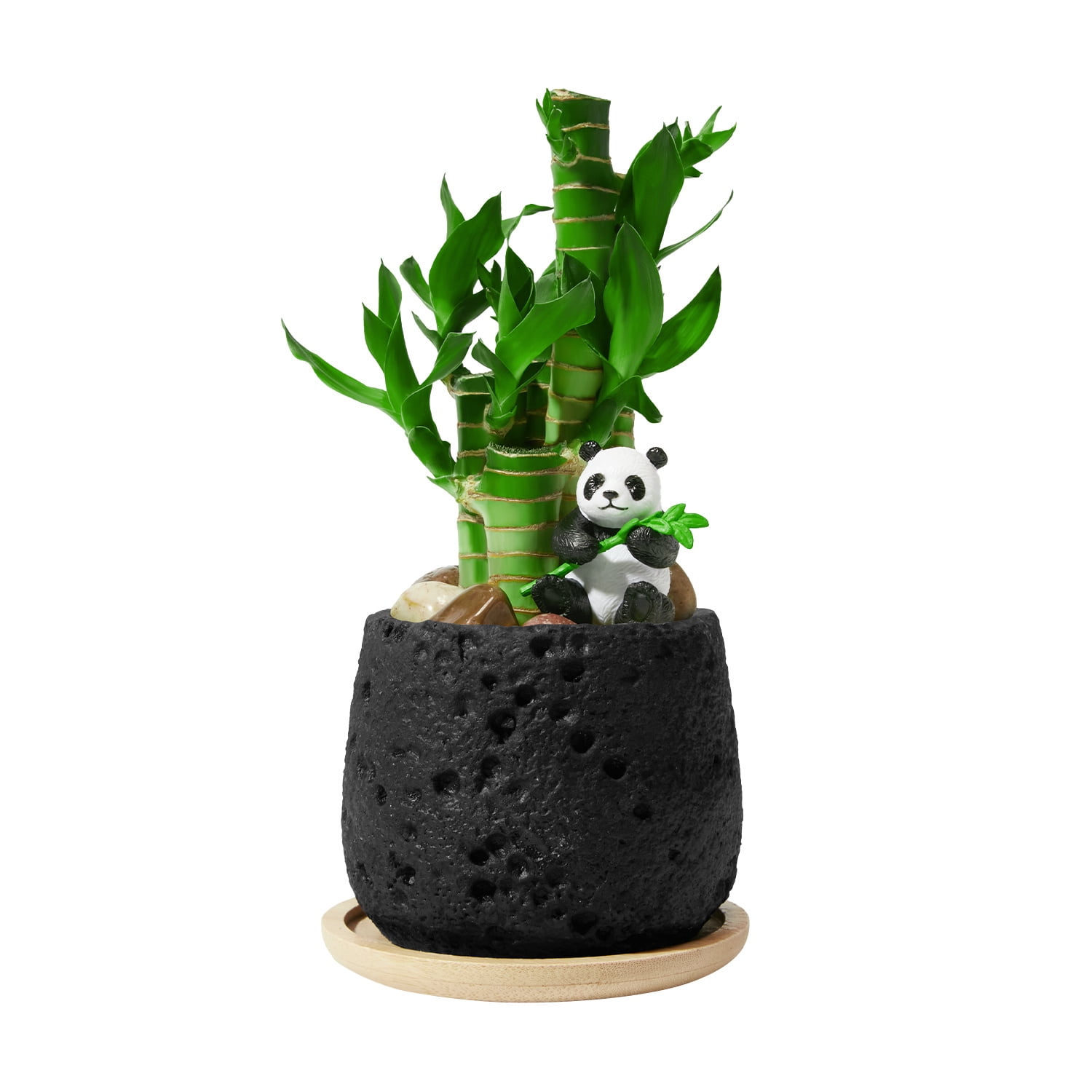 Cute Panda Lucky Bamboo Plant – 5 Stalk Feng Shui Indoor Tabletop Plant in Volcanic Rock Pot, Office & Home Decor（Black）