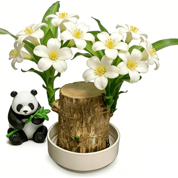 Brazilian Lucky Wood Home Decor – Natural Wooden Desk Plant for Good Luck, Bedroom & Office Decoration, Eco-Friendly Feng Shui Accessory