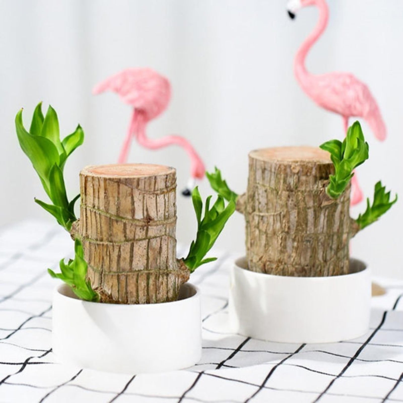 Brazilian Lucky Wood Brazilian Wood Is An Indoor Plant Brazilian Wood