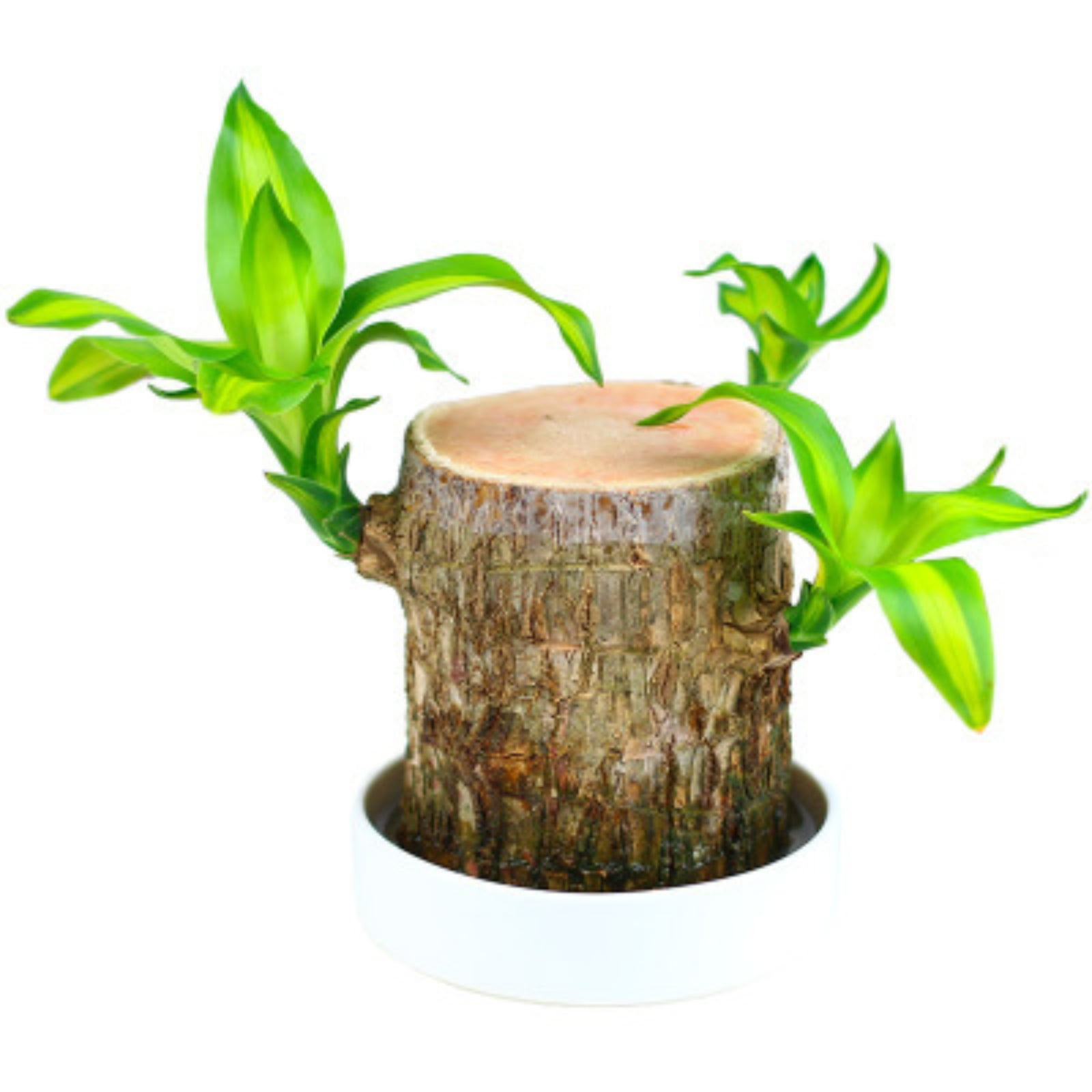 Brazilian Lucky Wood Brazilian Wood Is An Indoor Plant Brazilian Wood Is Easy To Care For