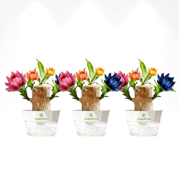 Brazilian Lucky Wood Live Plant, About to Sprout, Palo de Brasil from U.S. Farm, Beginner-Friendly Low-Maintenance Indoor Dcor Plant, mini Desktop Ornaments, Lucky Bamboo-3PCS