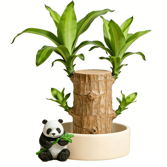 Brazilian Lucky Wood Natural Home Decor – Feng Shui Desk & Bedroom Wooden Ornament for Good Energy, Eco-Friendly Tabletop Accessory