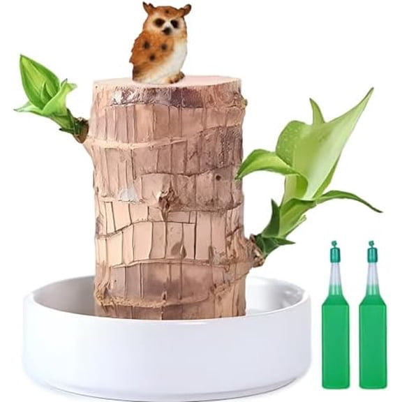 Brazilian Lucky Wood Plant,Fortune Brazil Wood Potted Plant with Owl Figurine, Brazil Decoration, Desk Decor for Home & Office Desktop Planter