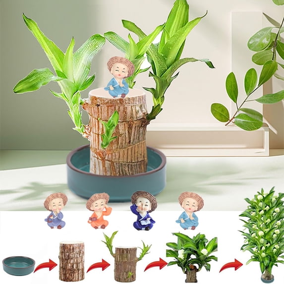 Brazilian Lucky Wood Plant with Ceramic Tray & Doll | Hydroponic Air-Purifying Indoor Green | Home/Office Desk Decor or Gift.