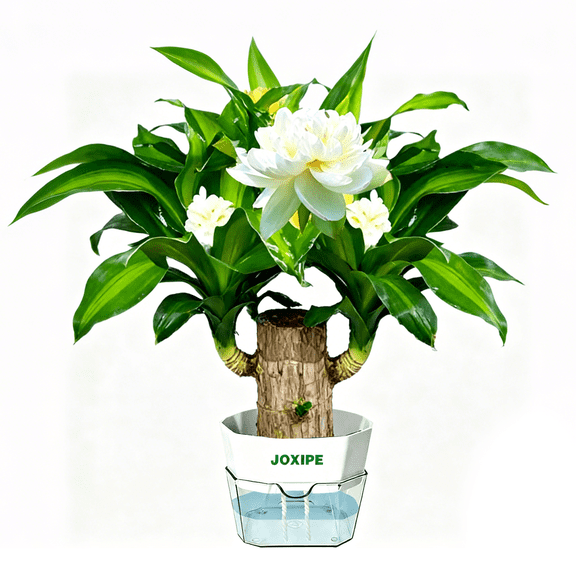 Brazilian Lucky Wood Water Growing Desk Decor with Self Watering Pot, Brazilian Wood Plant Inspired Sprouting Ornament for Office and Home Decoration1 pack