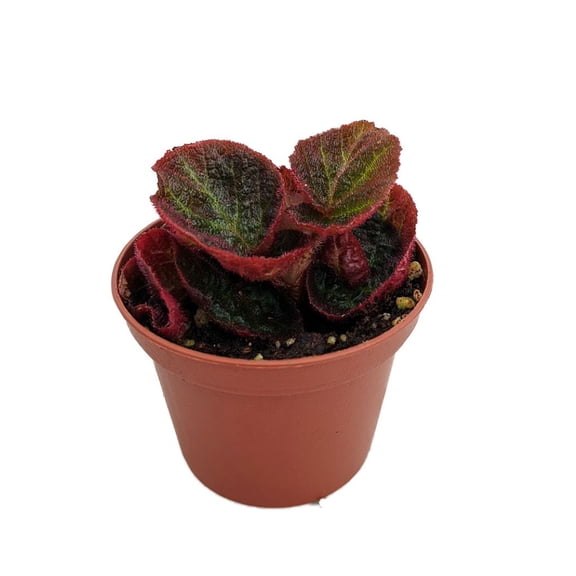 Brazilian Species Begonia Plant - 2.5" Pot- Terrarium/Fairy Garden/HousePlant