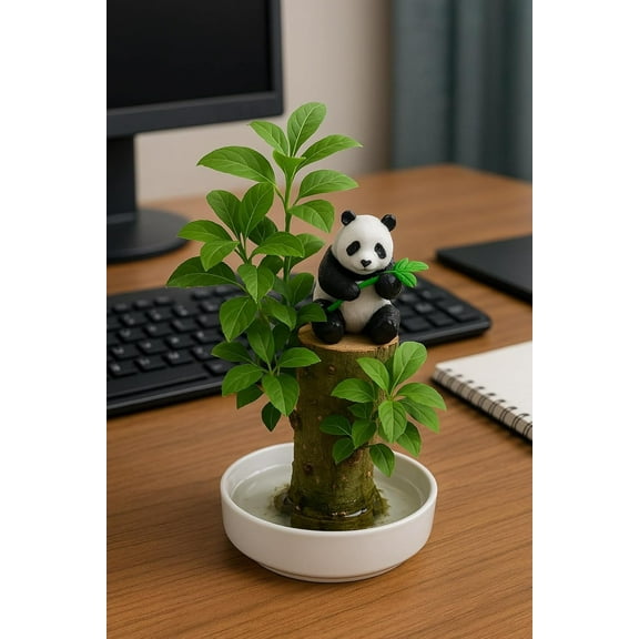 Brazilian Willow Wood Plant, Mini Brazil Lucky Wood, with Tray Lucky Tree, Swelling The Stage of About to Sprout, Brazilian Tree Perfect for Home, Office Desktop Decoration