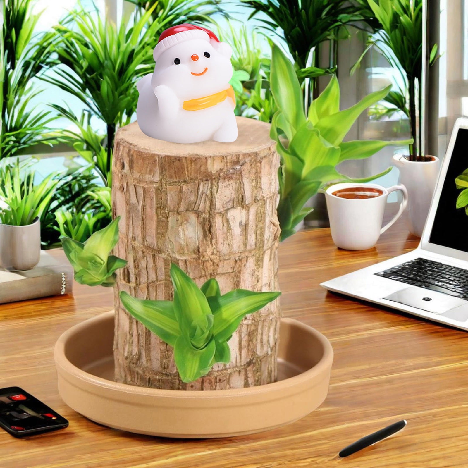 Brazilian Wood Wood Brazil Wood Brazil Wood Potted 2024 Brazil Wood