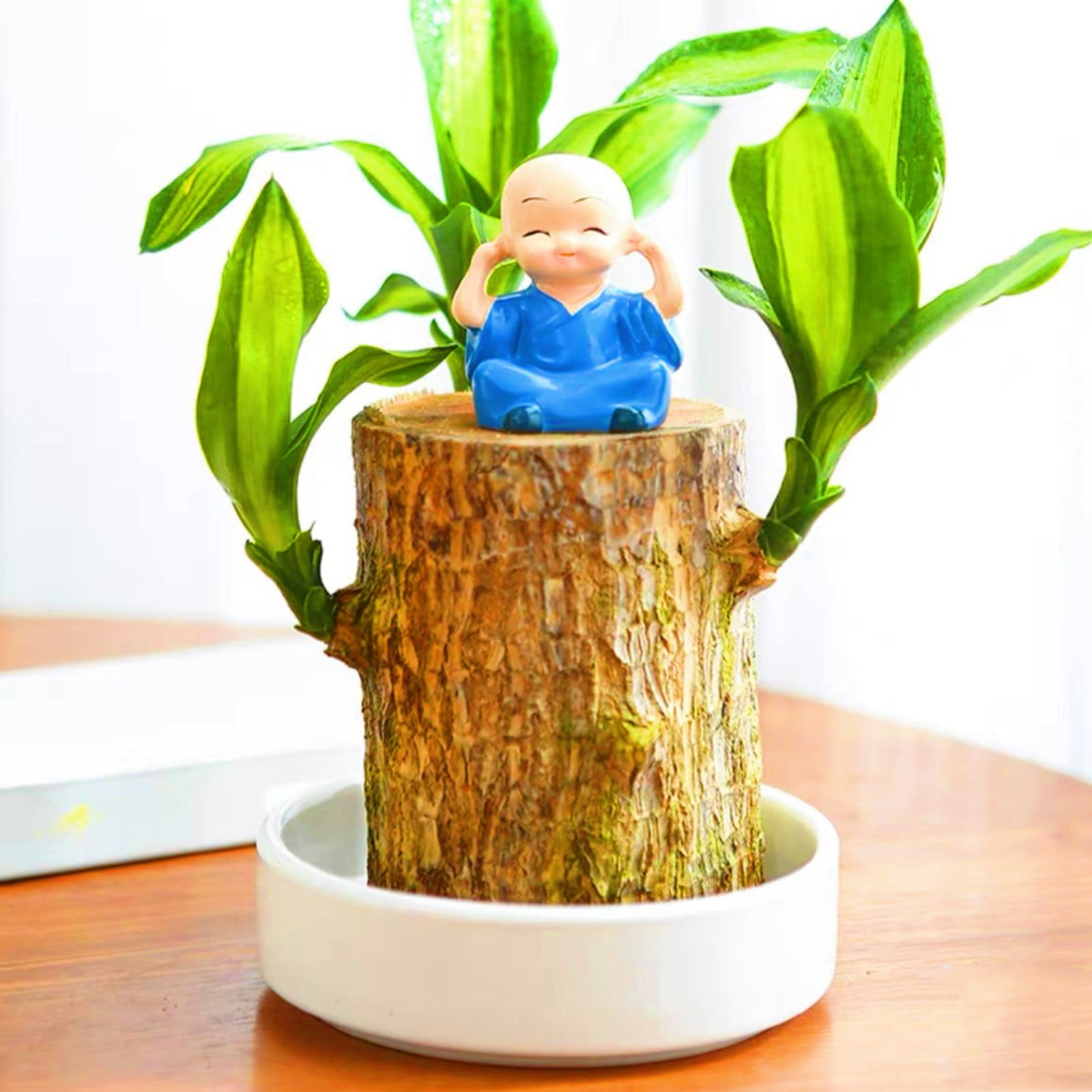 Brazilian Wood,Brazilian Wood Plant,Brazilian Lucky Wood Plant Pot