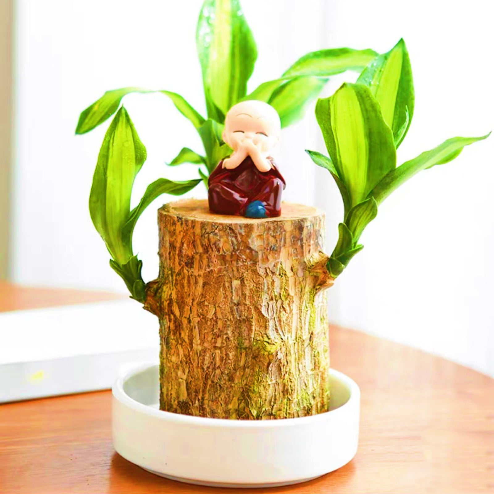 Brazilian Wood,Brazilian Wood Plant,Brazilian Lucky Wood Plant Pot
