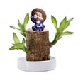 Brazilian Wood Easy Grow Wood Easy Care Brazilian Wood Hydroponic Wood
