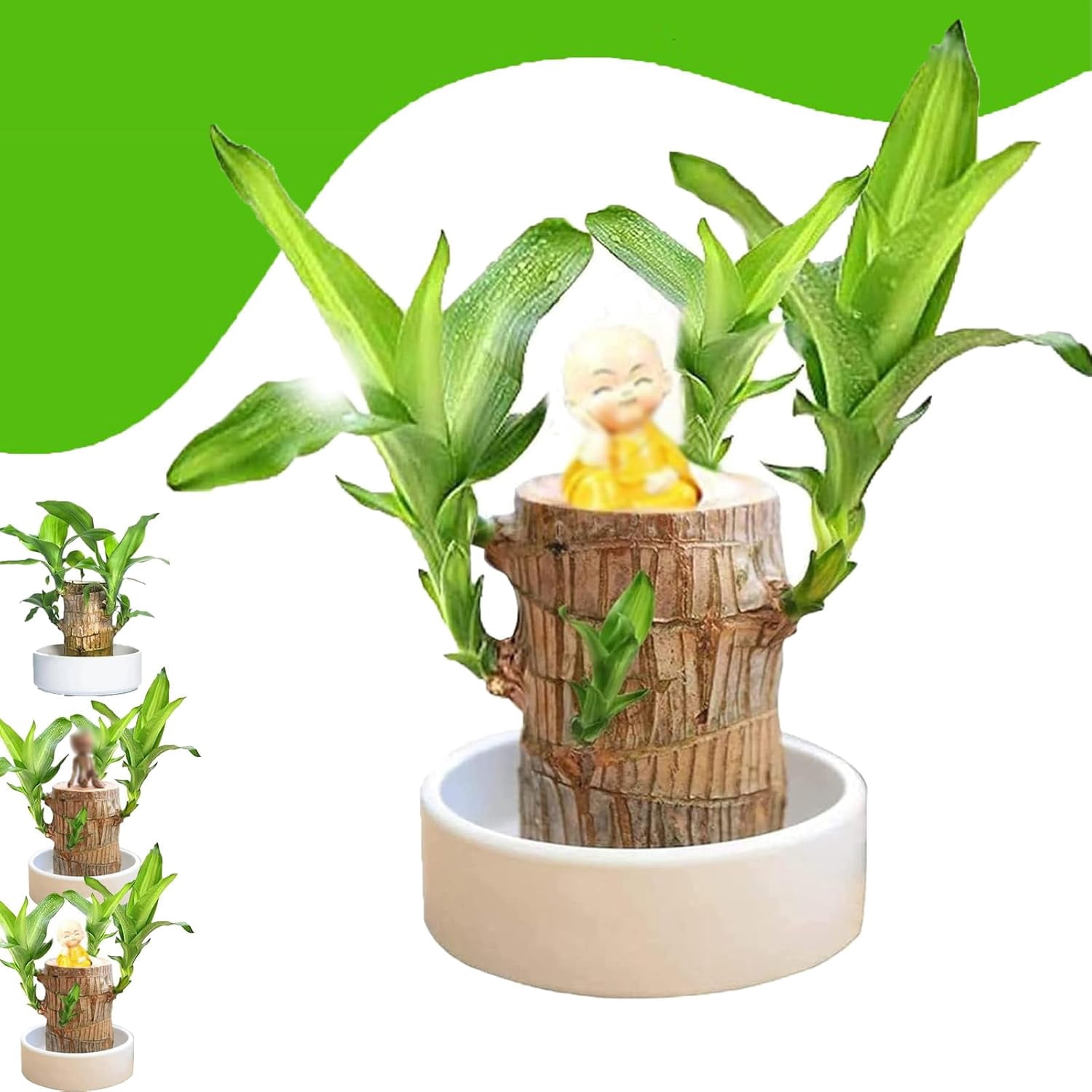 Mini Brazilian Lucky Wood Plant (Dracaena) - Indoor Desktop Office Decor, Low Light, 8cm Tall