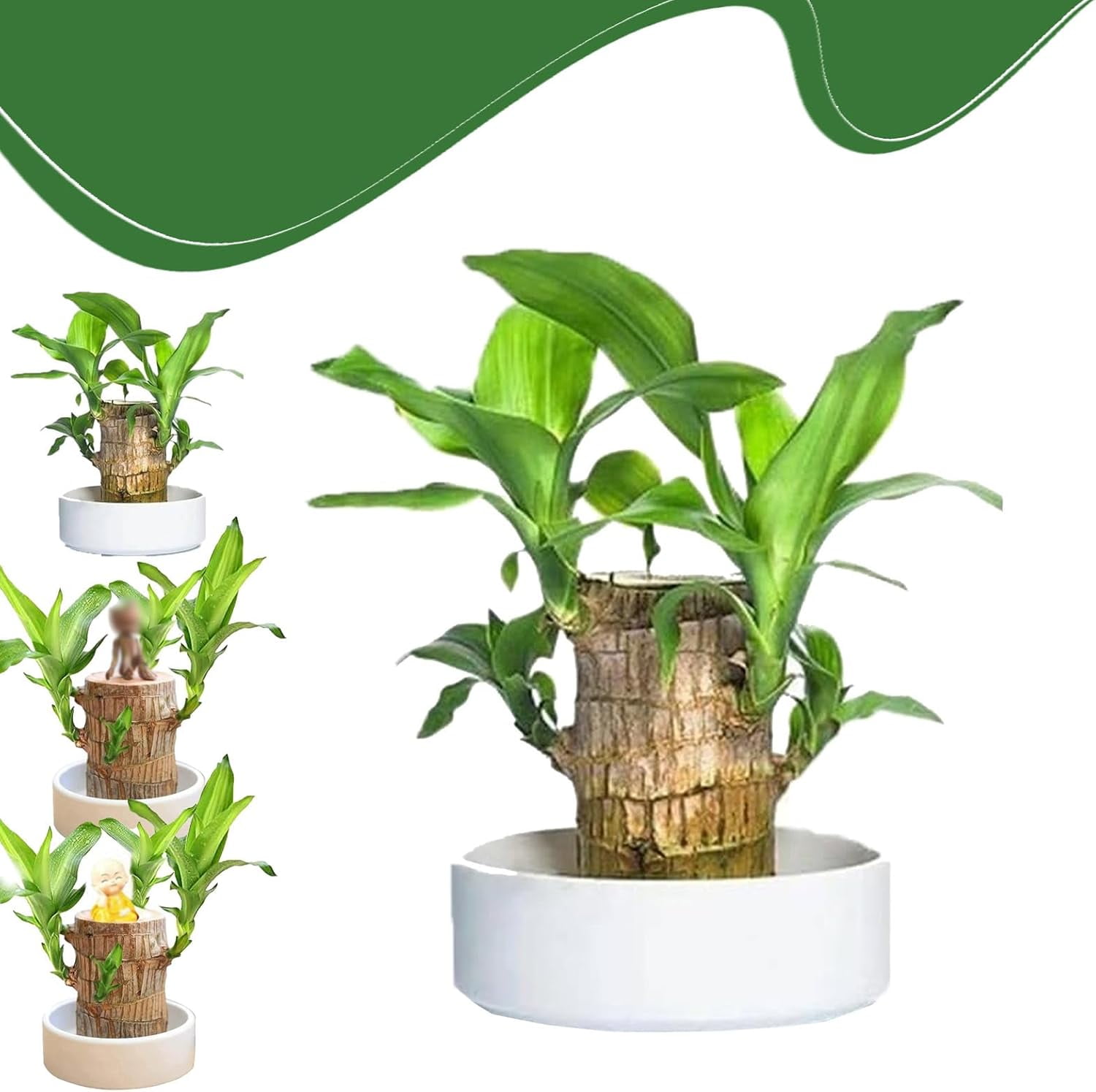 warneckii dracaena Warneckii Dracaena 6 inch