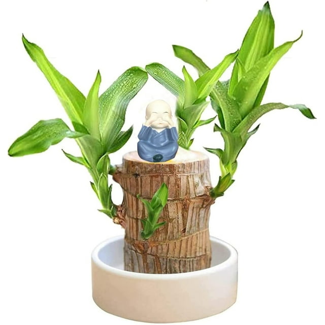 Brazilian Wood Plant,Lucky Wood Plant with Plastic Tray,Easy Care