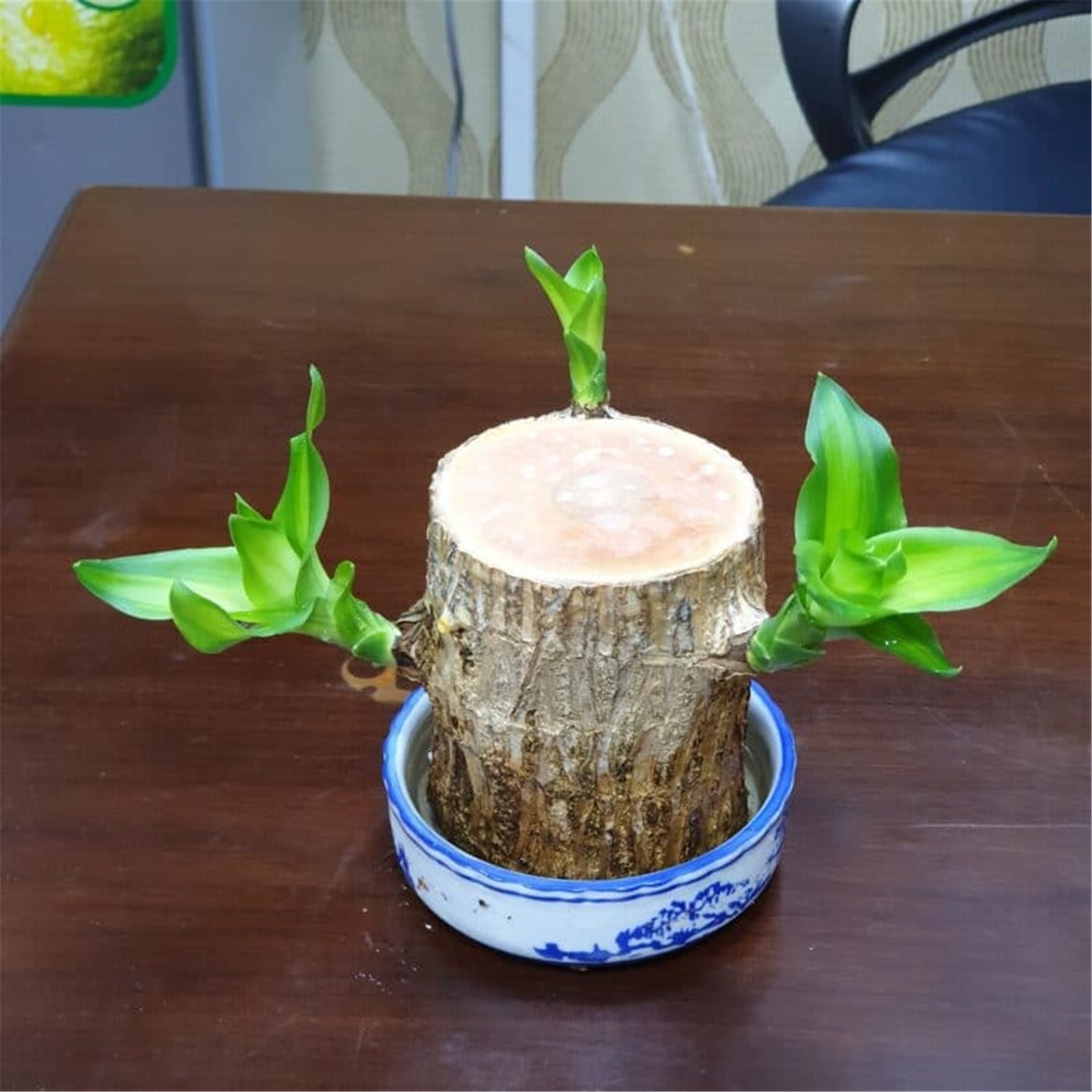 Brazilian Wood Brazilian Wood Plant Brazilian Lucky Wood Plant