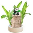 Brazilian Wood Plant, Mini Brazil Lucky Wood, 2024 Brazilian Lucky