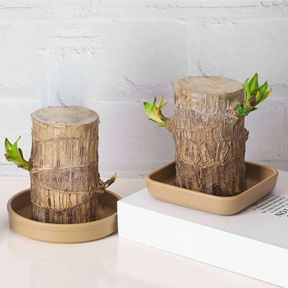 Brazilian Wood Plant Tray, Brazilian Wood Tray Plastic Plates Desk Decoration Plants, Brazilian Wood Hydroponic Plant for Purifying Indoor Air