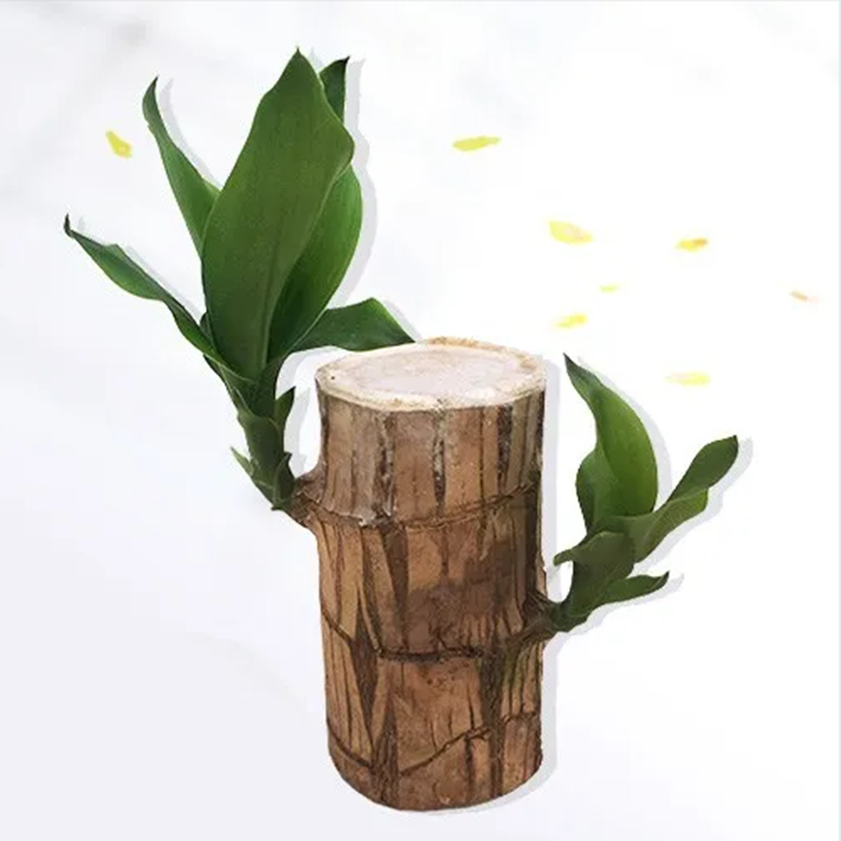 Brazilian Wood for Planting, Mini Brazil Lucky Wood, Brazilian Lucky