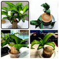 thumbnail interactive-video image 1 of Live Brazilian Lucky Wood Potted Plant Set – Indoor Desk Décor With Ceramic Tray & Ornament, Full Shade, Moderate Water 1 of 5