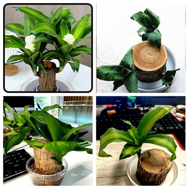 Live Brazilian Lucky Wood Potted Plant Set – Indoor Desk Décor With Ceramic Tray & Ornament, Full Shade, Moderate Water