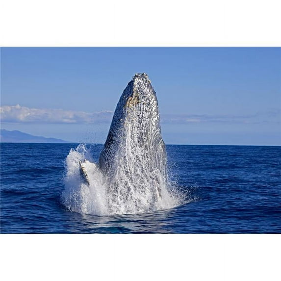 Breaching Humpback Whale Megaptera Novaeangliae - Maui Hawaii United States of America Poster Print - 36 x 24 in. - Large