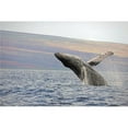thumbnail image 1 of Breaching Humpback Whale Megaptera Novaeangliae - Maui Hawaii United States of America Poster Print, 1 of 1