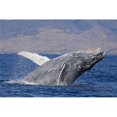 thumbnail image 1 of Breaching Humpback Whale Megaptera Novaeangliae with The West Maui Town of Lahaina in the Background Poster Print - 36 x 24 in. - Large, 1 of 1