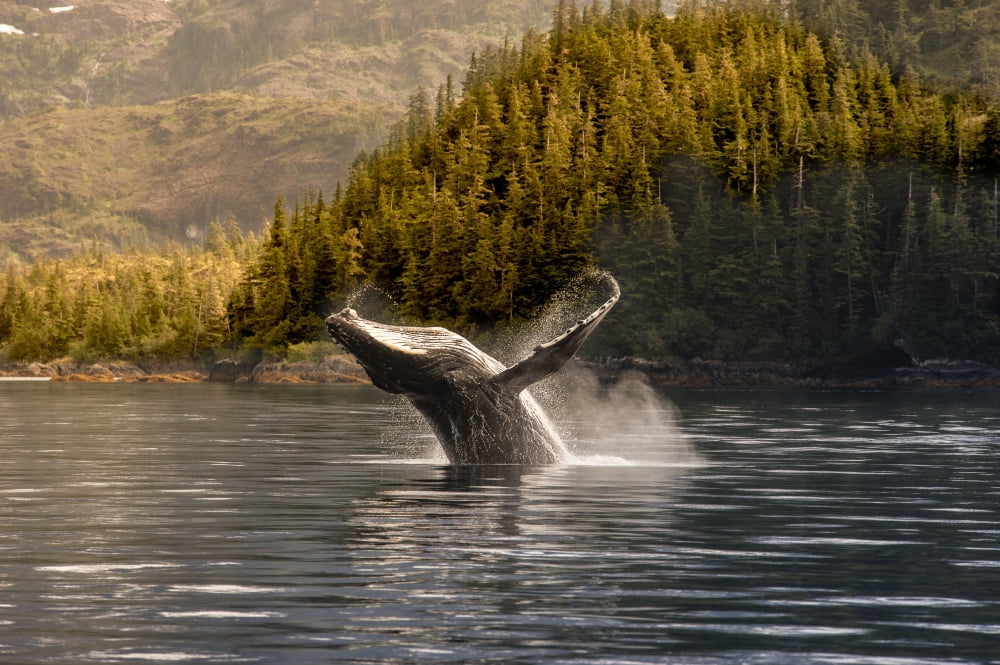 Breaching Humpback whale in Prince William Sound Southcentral Alaska Summer Canvas Art - Daryl Pederson Design Pics (18 x 11)